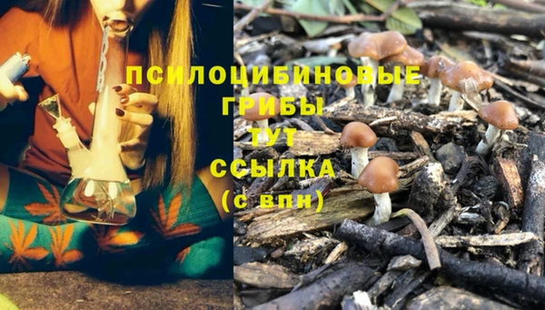 apvp Алзамай